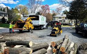 Best Lawn Renovation and Restoration  in Palmview, TX