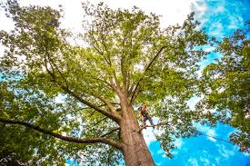 Leaf Removal in Palmview, TX