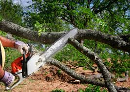 Best Tree and Shrub Care  in Palmview, TX