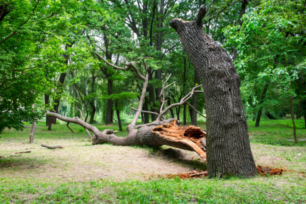 Best Tree Health Inspection  in Palmview, TX