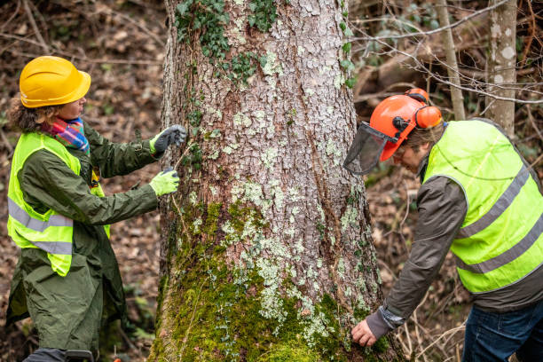 Professional Tree Care in Palmview, TX