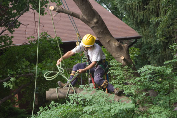 Best Hazardous Tree Removal  in Palmview, TX